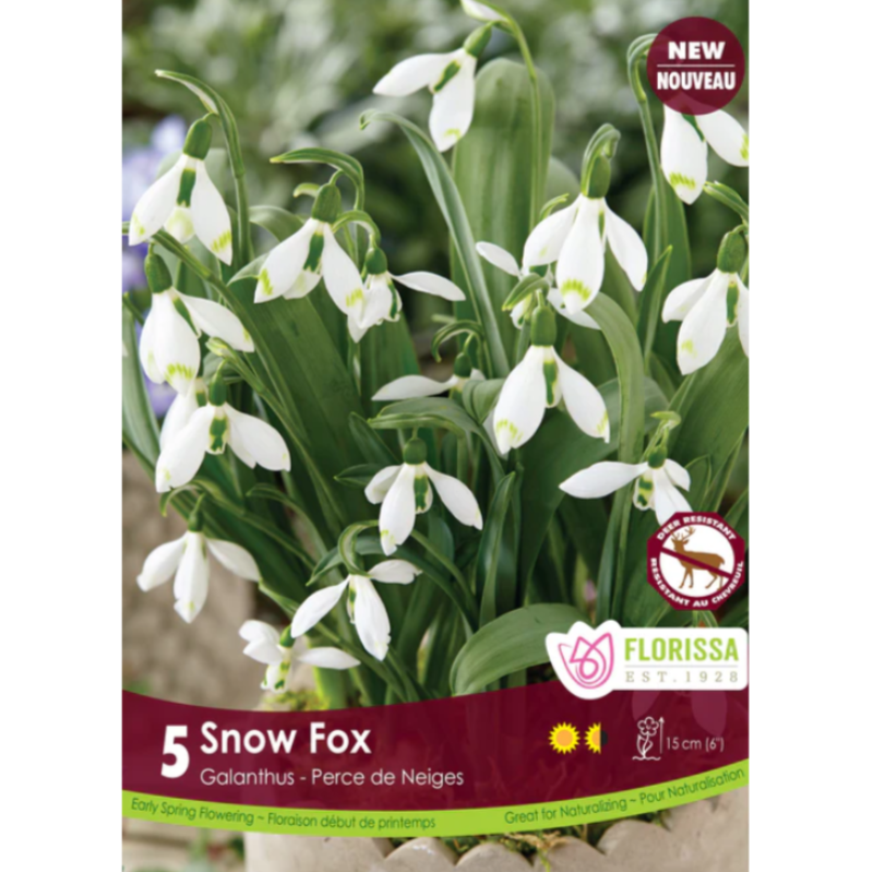 Galanthus 'Snow Fox' 5/Pkg.