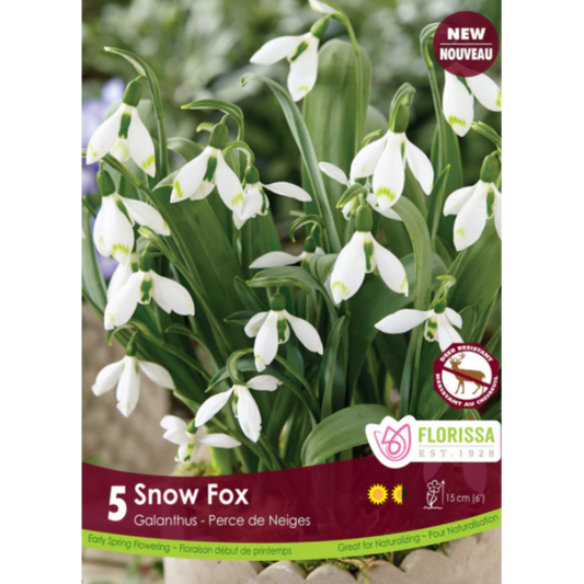Galanthus 'Snow Fox' 5/Pkg.