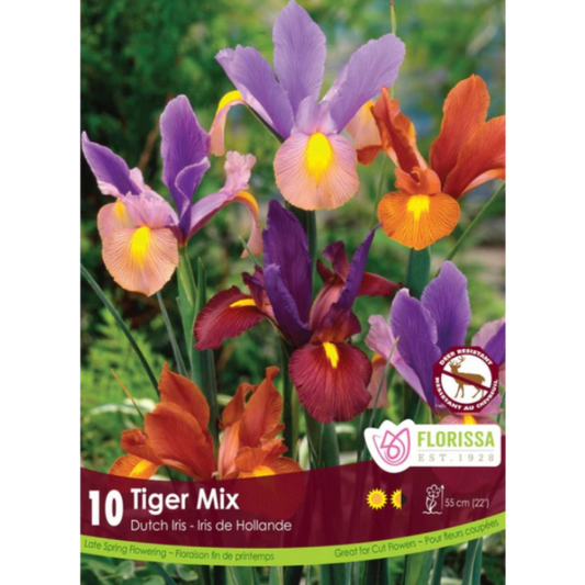Iris 'Tiger Mix' Dutch 10/Pkg.
