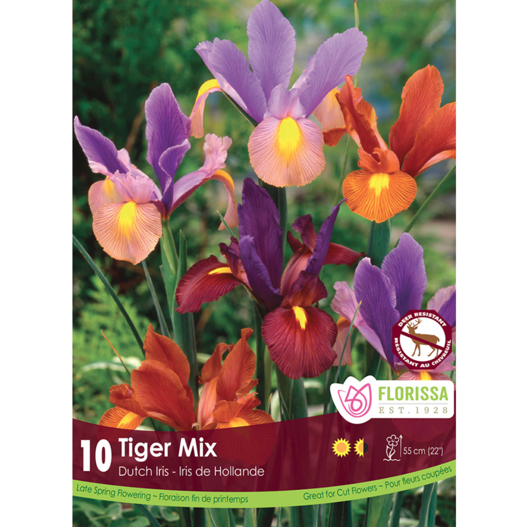 Iris 'Tiger Mix' Dutch 10/Pkg.