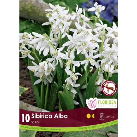 Scilla 'Siberica Alba' 10/Pkg.
