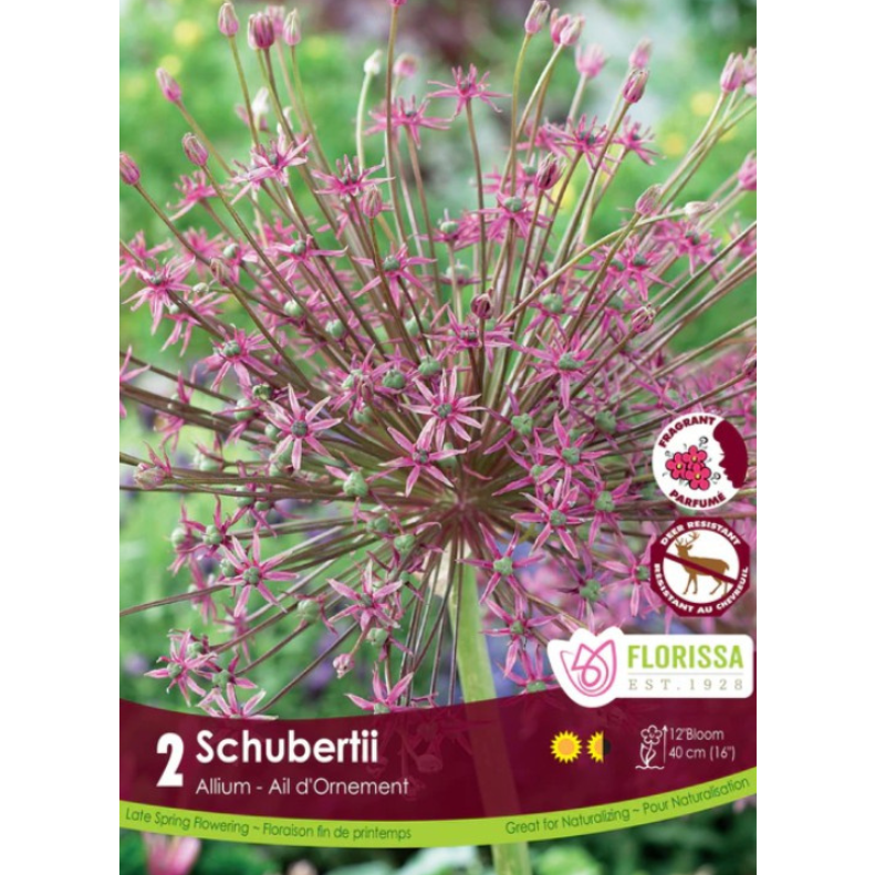 Allium 'Schubertii' 2/Pkg.