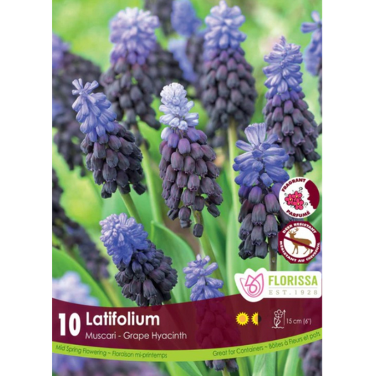 Muscari 'Latifolium' 10/Pkg.