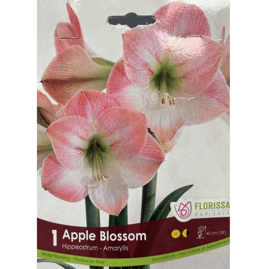 Amaryllis 'Apple Blossom 1/Pkg.