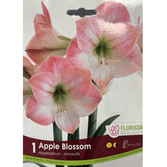 Amaryllis 'Apple Blossom 1/Pkg.