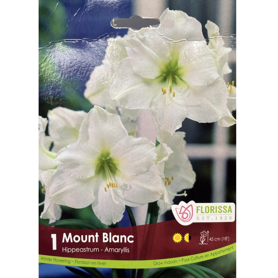 Amaryllis 'Mont Blanc' 1/Pkg.