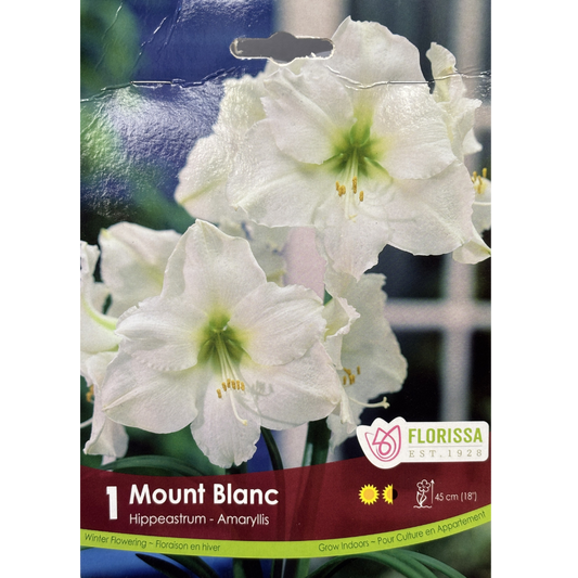 Amaryllis 'Mont Blanc' 1/Pkg.