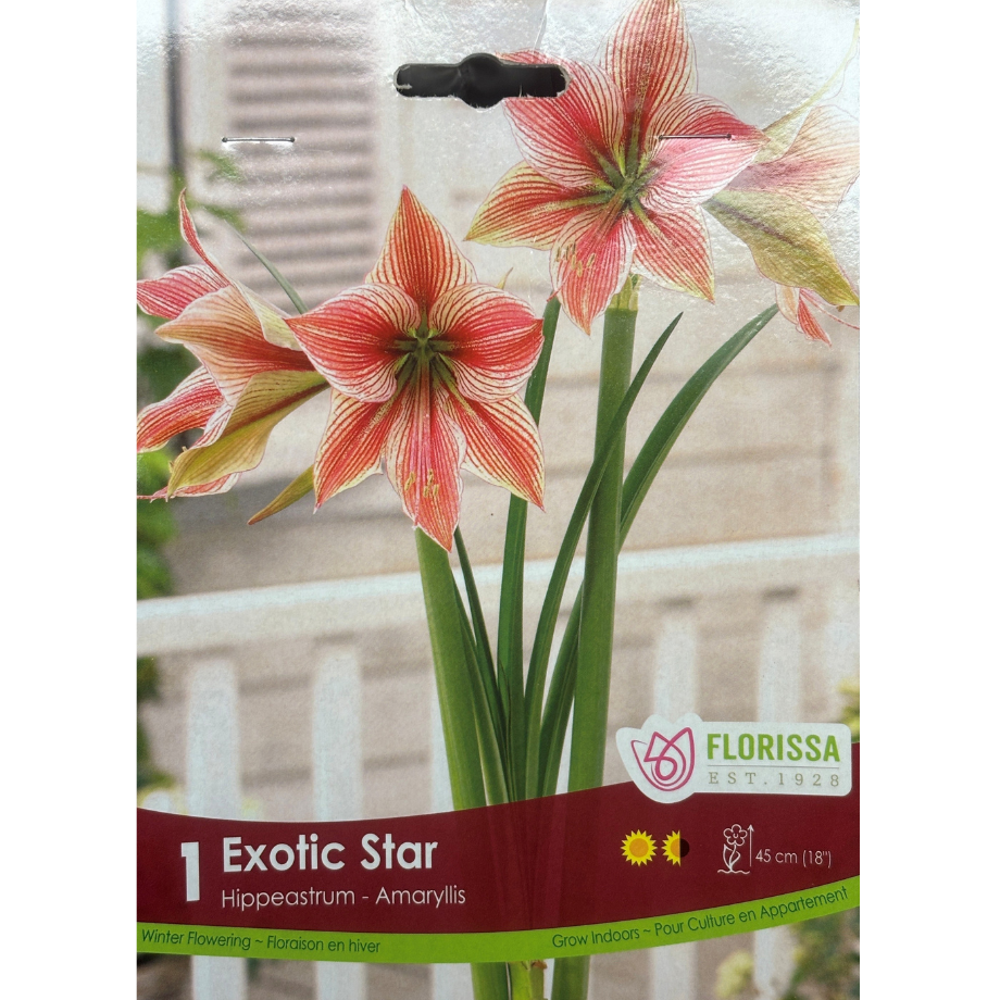 Amaryllis 'Exotic Star' 1/Pkg.