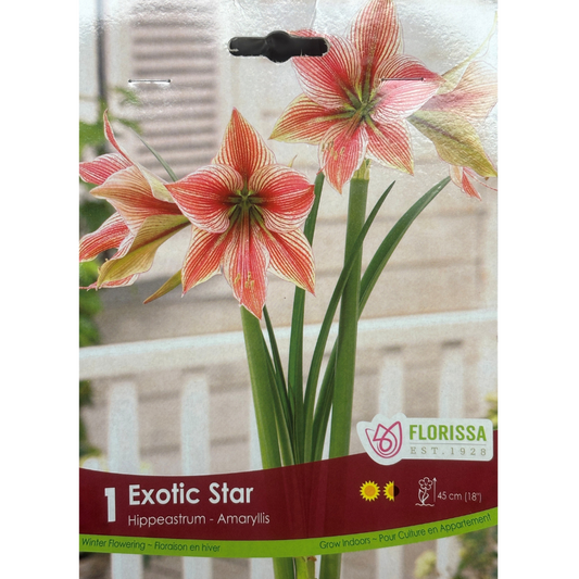 Amaryllis 'Exotic Star' 1/Pkg.