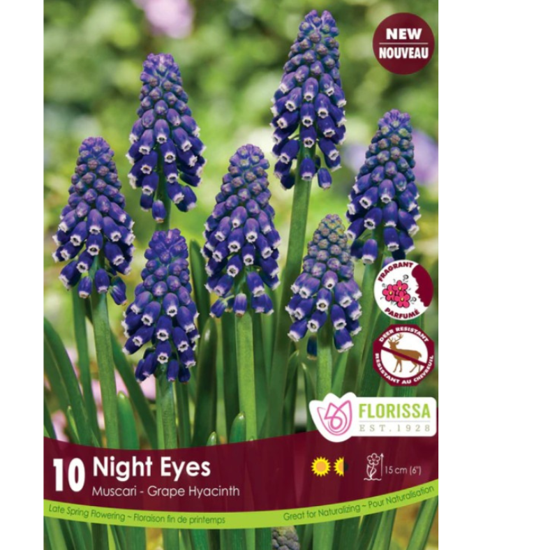 Muscari 'Night Eyes' Grape Hyacinth 10/Pkg.