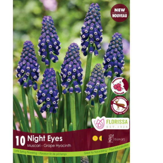 Muscari 'Night Eyes' Grape Hyacinth 10/Pkg.
