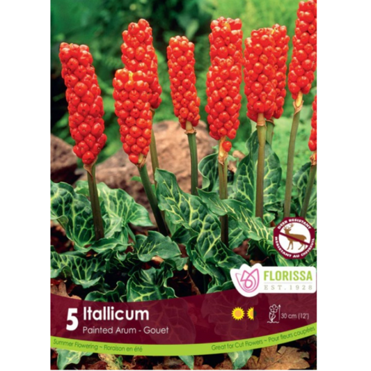 Arum 'Itallicum' Painted 5/Pkg.
