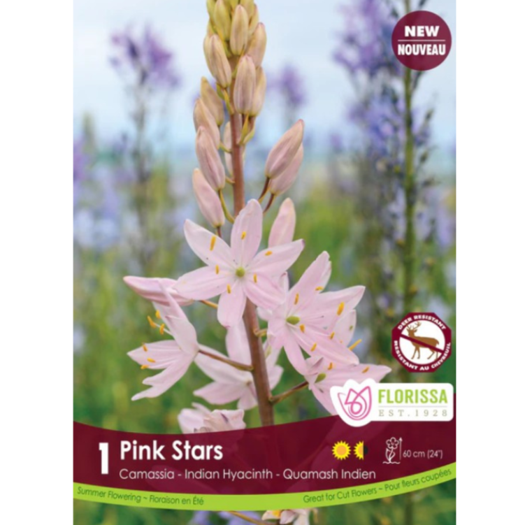 Camassia 'Pink Stars' Indian Hyacinth 1/Pkg.