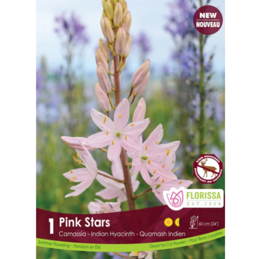 Camassia 'Pink Stars' Indian Hyacinth 1/Pkg.