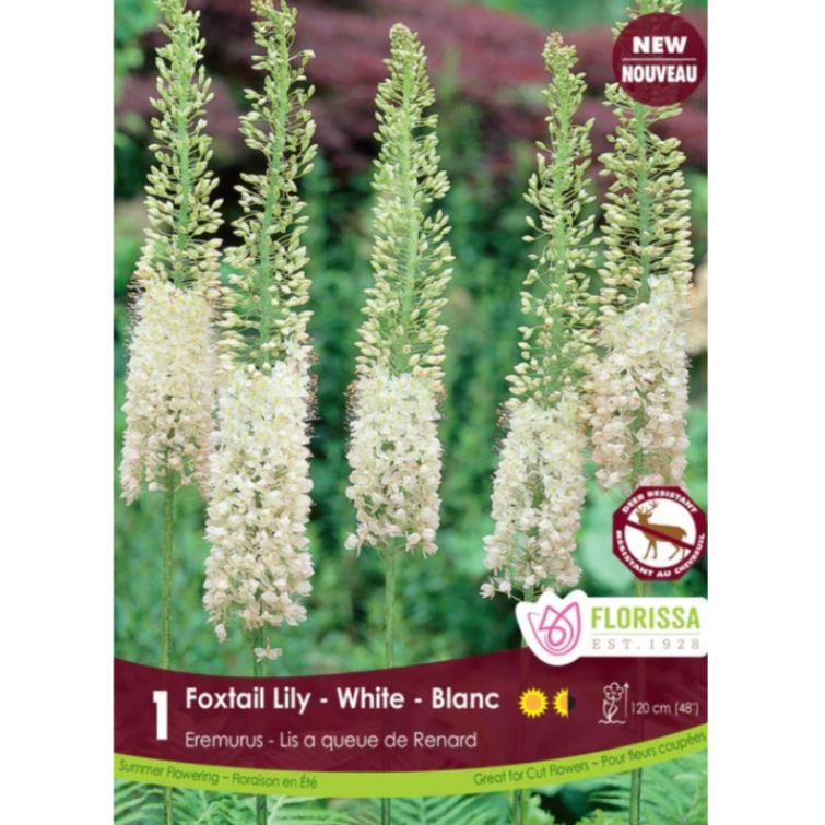 Eremurus 'White' Foxtail Lily 1/Pkg.