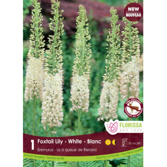 Eremurus 'White' Foxtail Lily 1/Pkg.