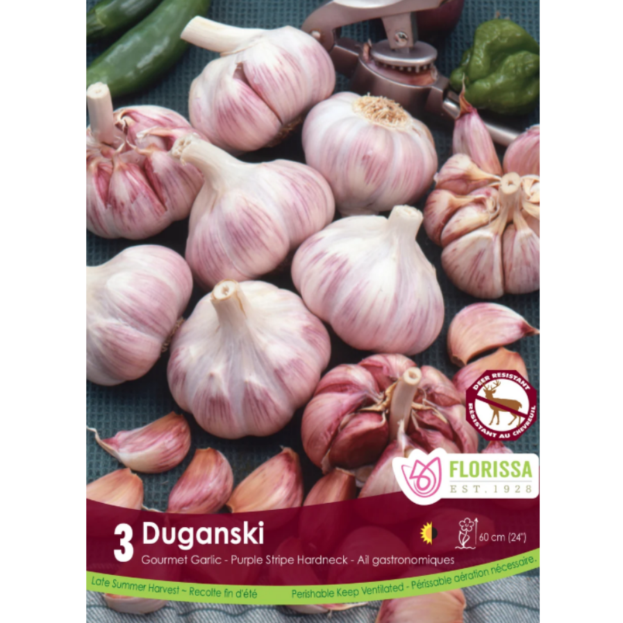Garlic 'Duganski' Purple Stripe Hardneck 3/Pkg.