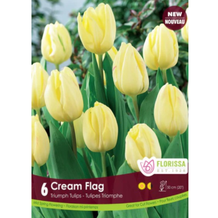 Tulip 'Cream Flag' Triumph 6/Pkg.