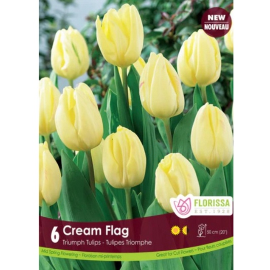 Tulip 'Cream Flag' Triumph 6/Pkg.