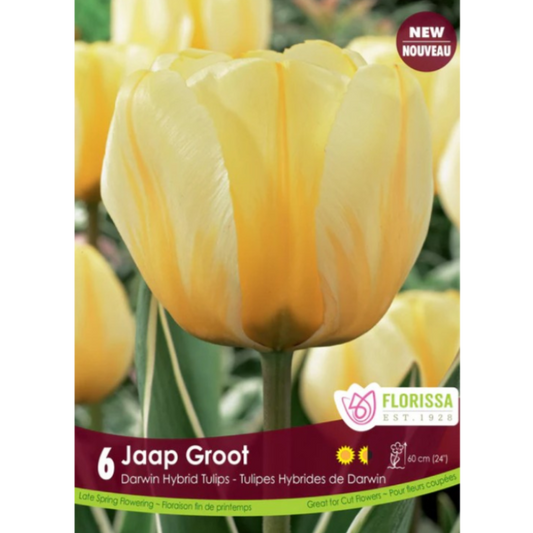 Tulip 'Jaap Groot' Darwin Hybrid 6/Pkg.