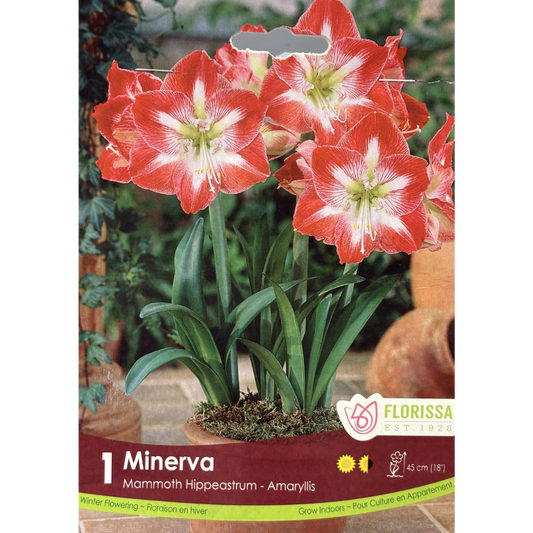 Amaryllis 'Minerva' 1/Pkg.