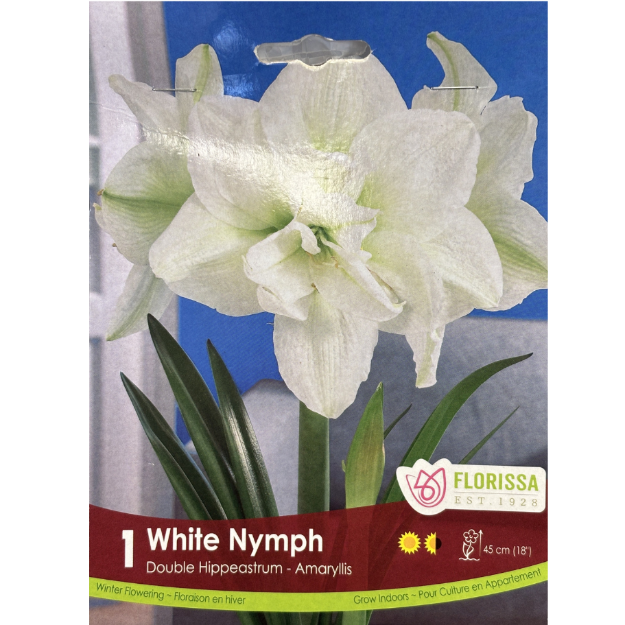 Amaryllis 'White Nymph' Double 1/Pkg.