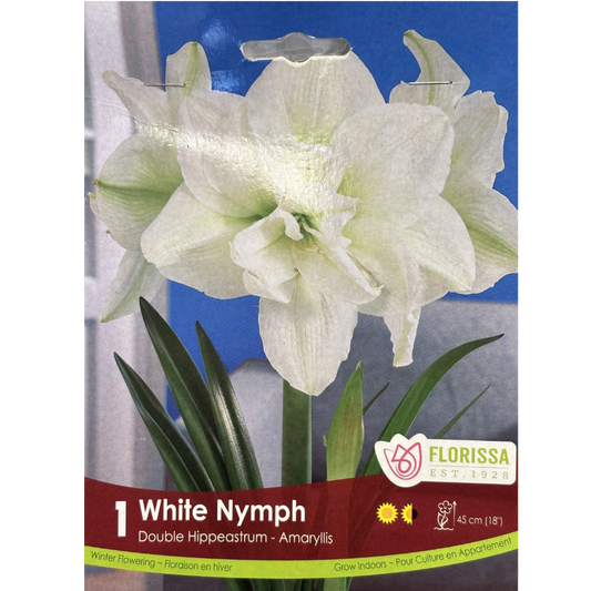 Amaryllis 'White Nymph' Double 1/Pkg.