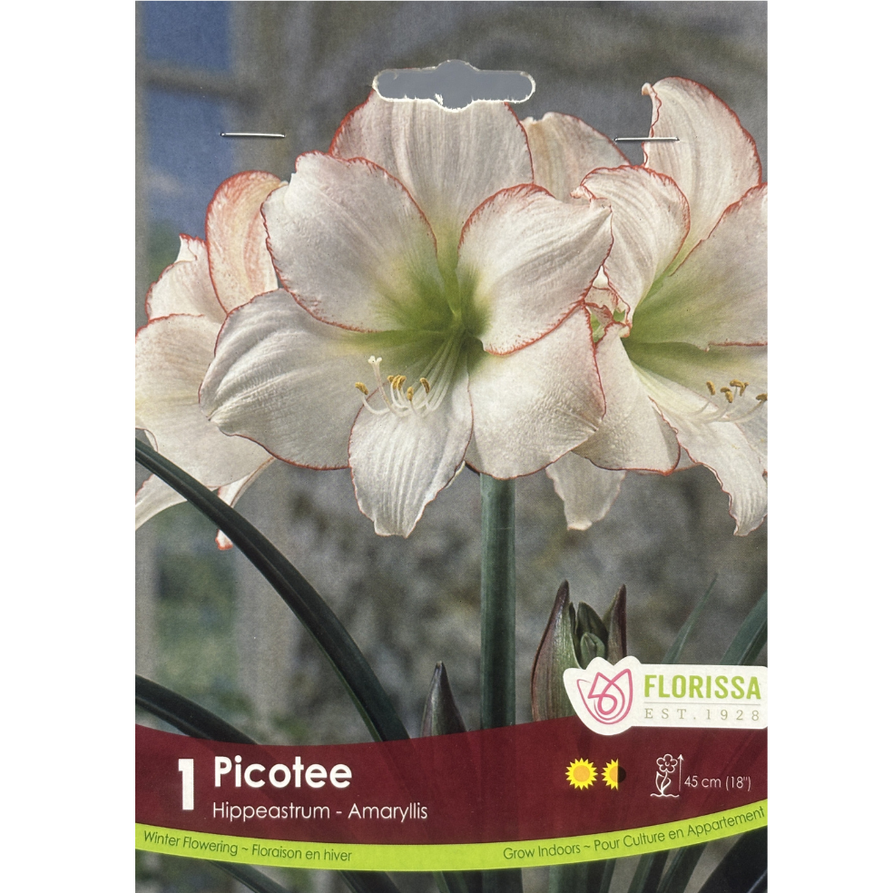 Amaryllis Picotee 1/Pkg.