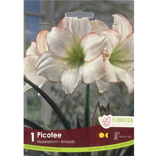 Amaryllis Picotee 1/Pkg.