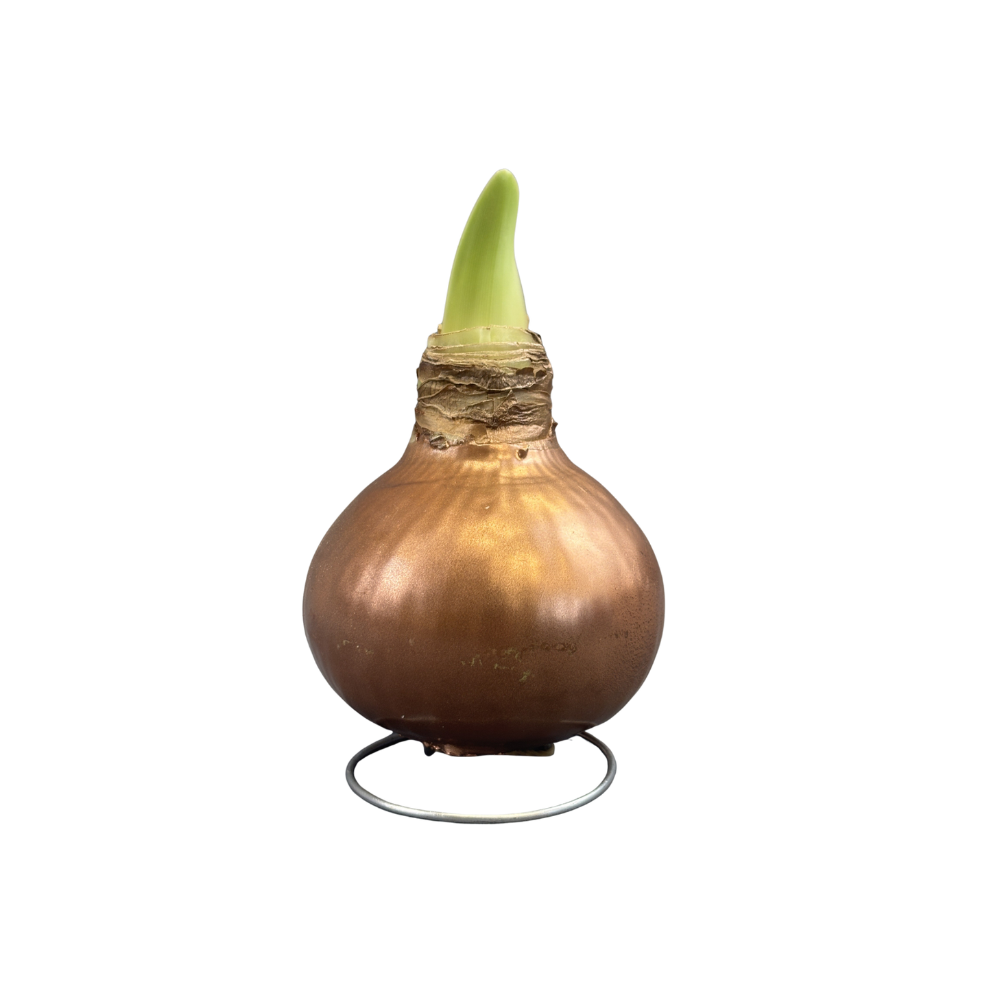 Amaryllis White Bloom Waxed Assorted