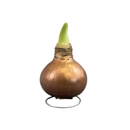 Amaryllis White Bloom Waxed Assorted