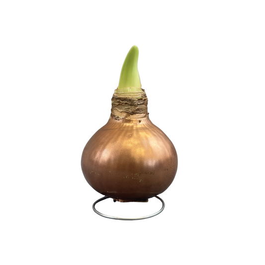 Amaryllis White Bloom Waxed Assorted