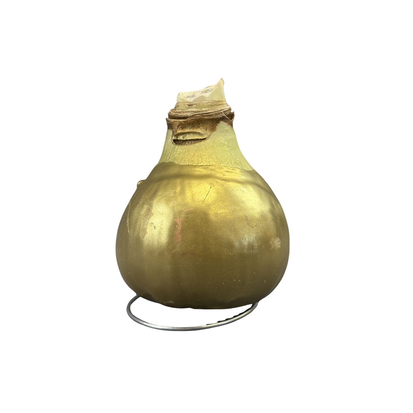 Amaryllis White Bloom Waxed Assorted