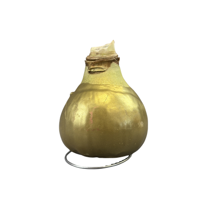 Amaryllis White Bloom Waxed Assorted