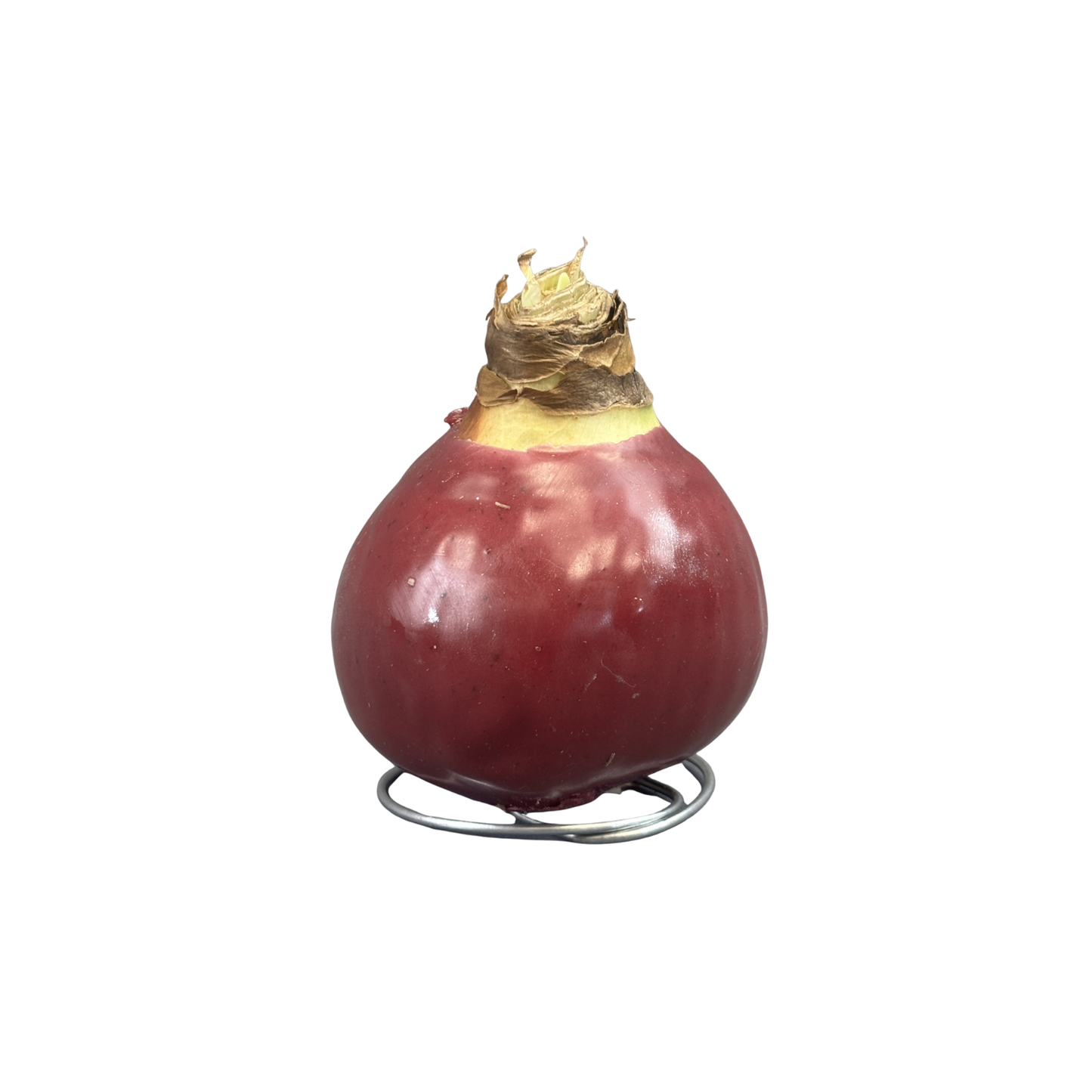 Amaryllis White Bloom Waxed Assorted