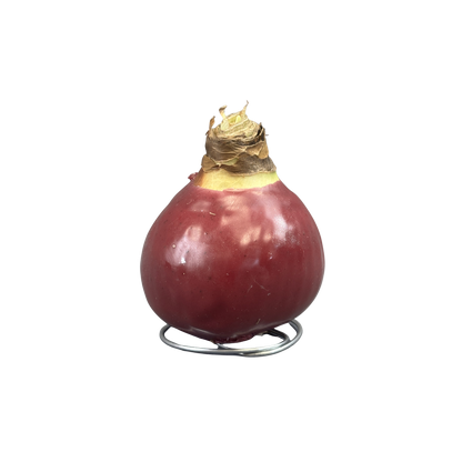 Amaryllis White Bloom Waxed Assorted