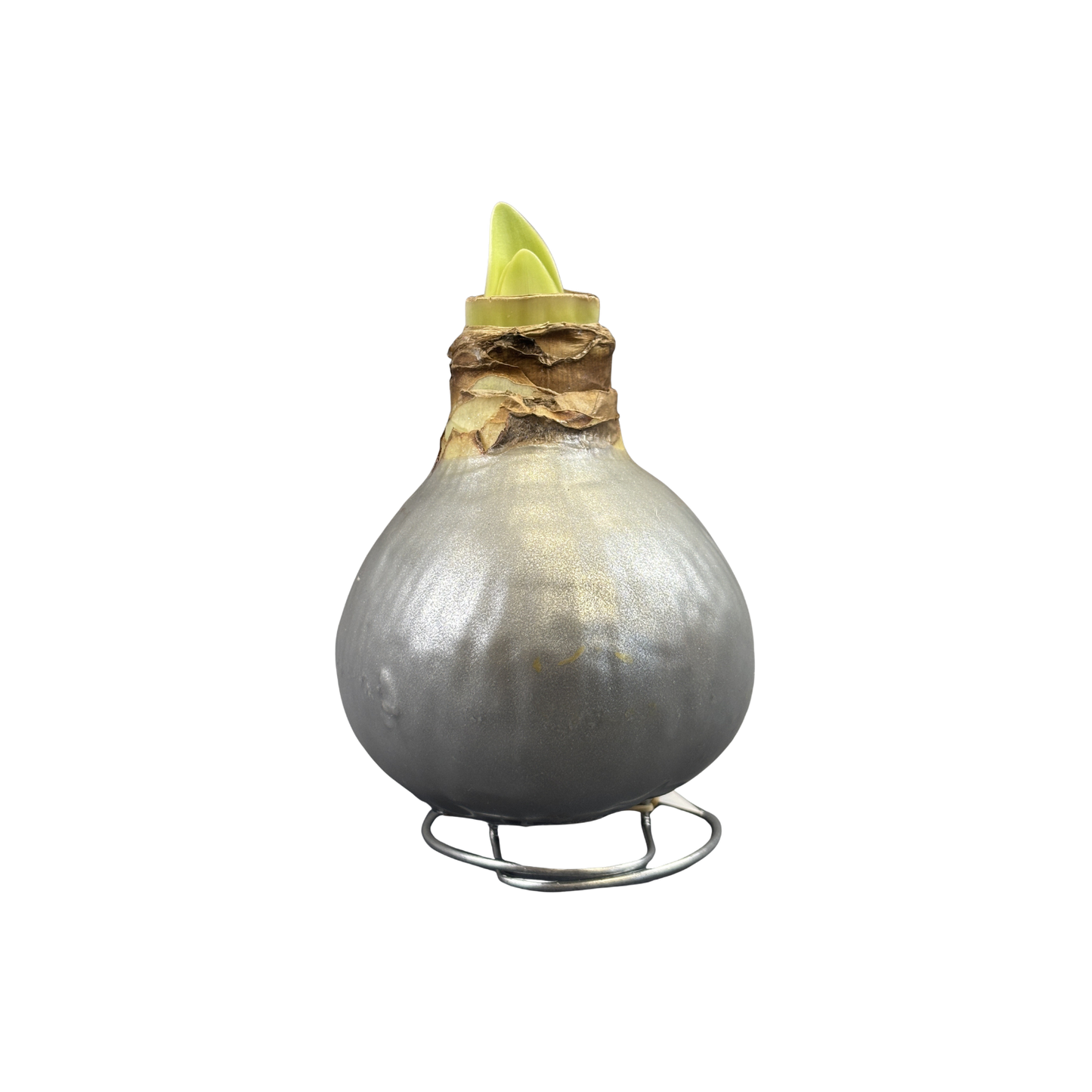 Amaryllis White Bloom Waxed Assorted