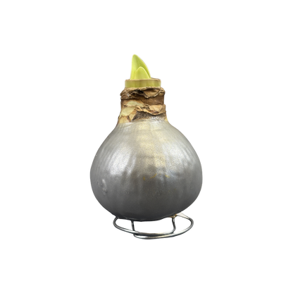 Amaryllis White Bloom Waxed Assorted