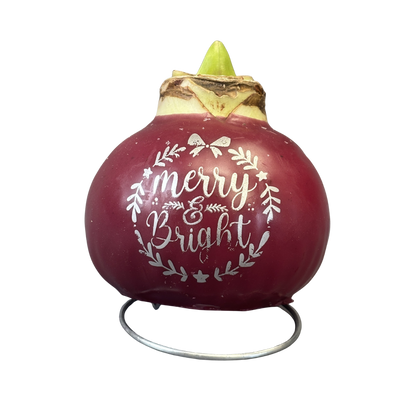 Amaryllis Waxed 'Holiday Wishes' Red Bulb Assorted