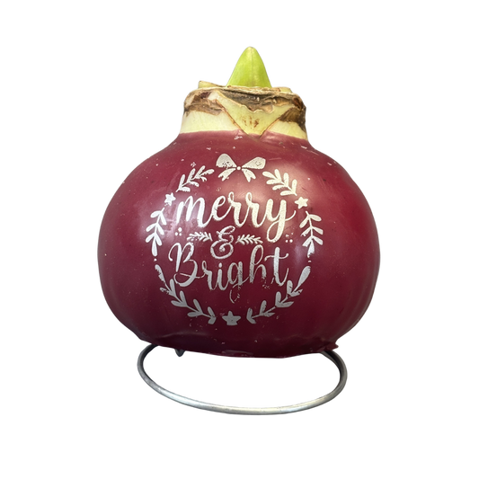 Amaryllis Waxed 'Holiday Wishes' Red Bulb Assorted