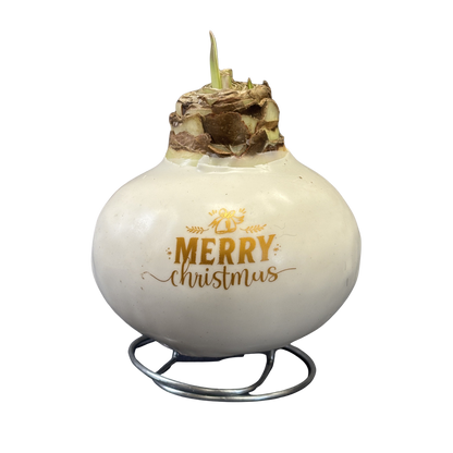 Amaryllis Waxed 'Holiday Wishes' Red Bulb Assorted