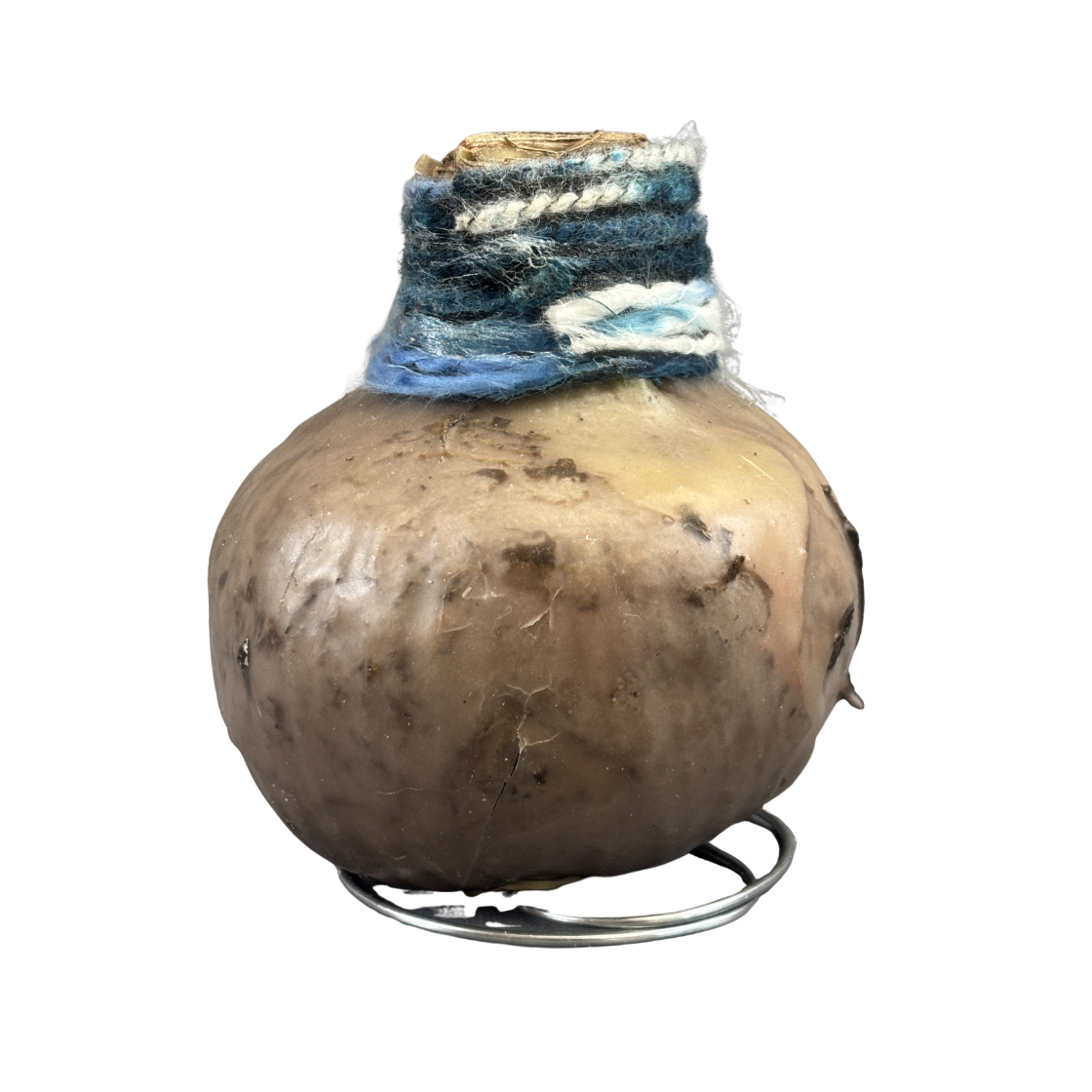 Amaryllis 'Boho Chic' Waxed Red Bulb 1/Pkg.