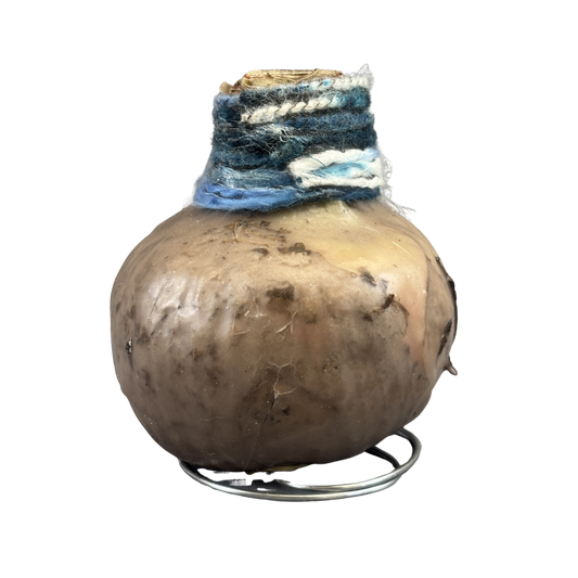 Amaryllis 'Boho Chic' Waxed Red Bulb 1/Pkg.