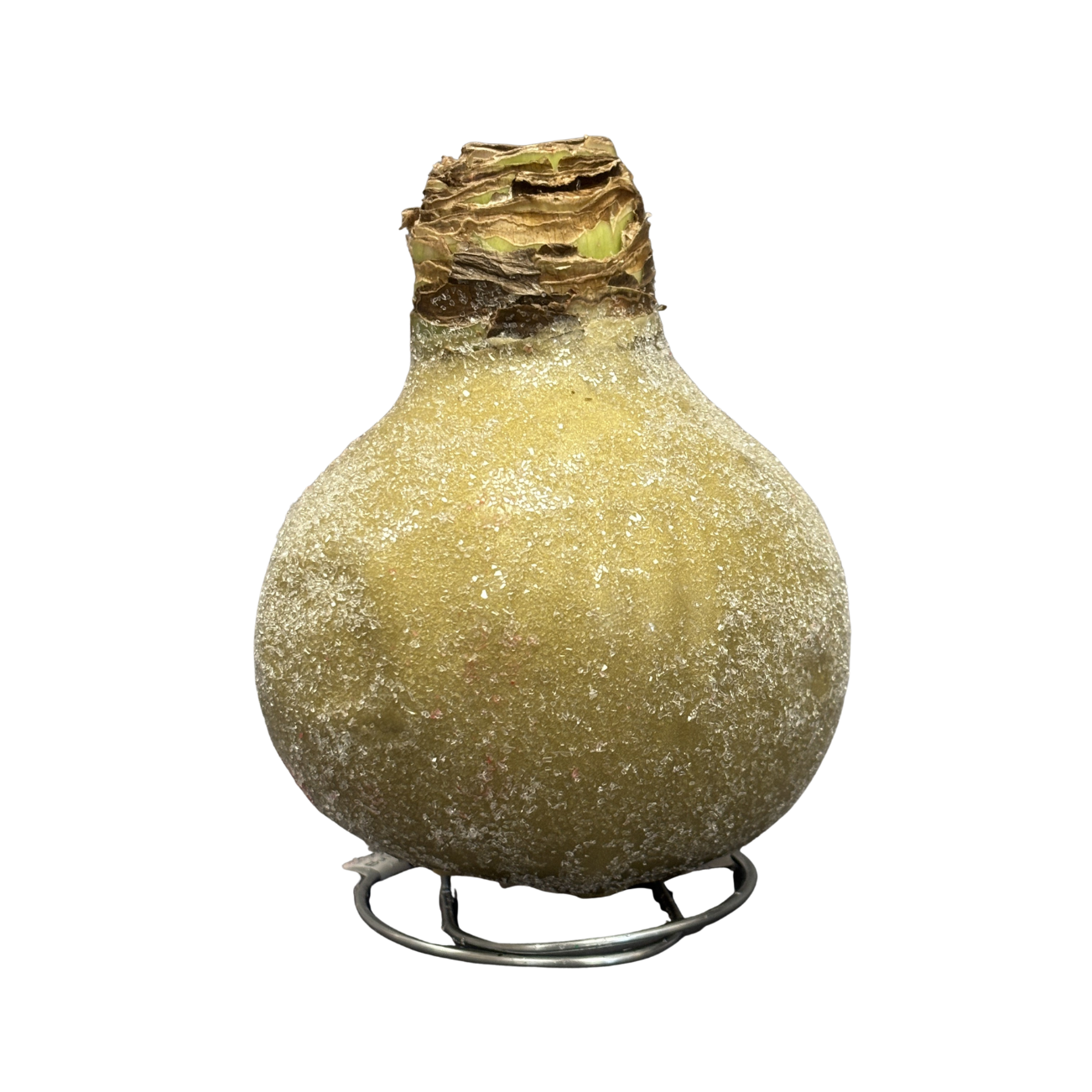 Amaryllis 'Sugar Dusted' Red Bloom Waxed Assorted