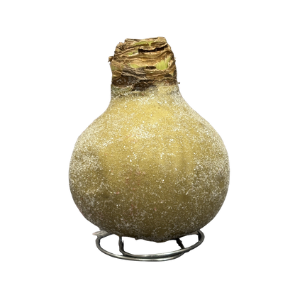 Amaryllis 'Sugar Dusted' Red Bloom Waxed Assorted