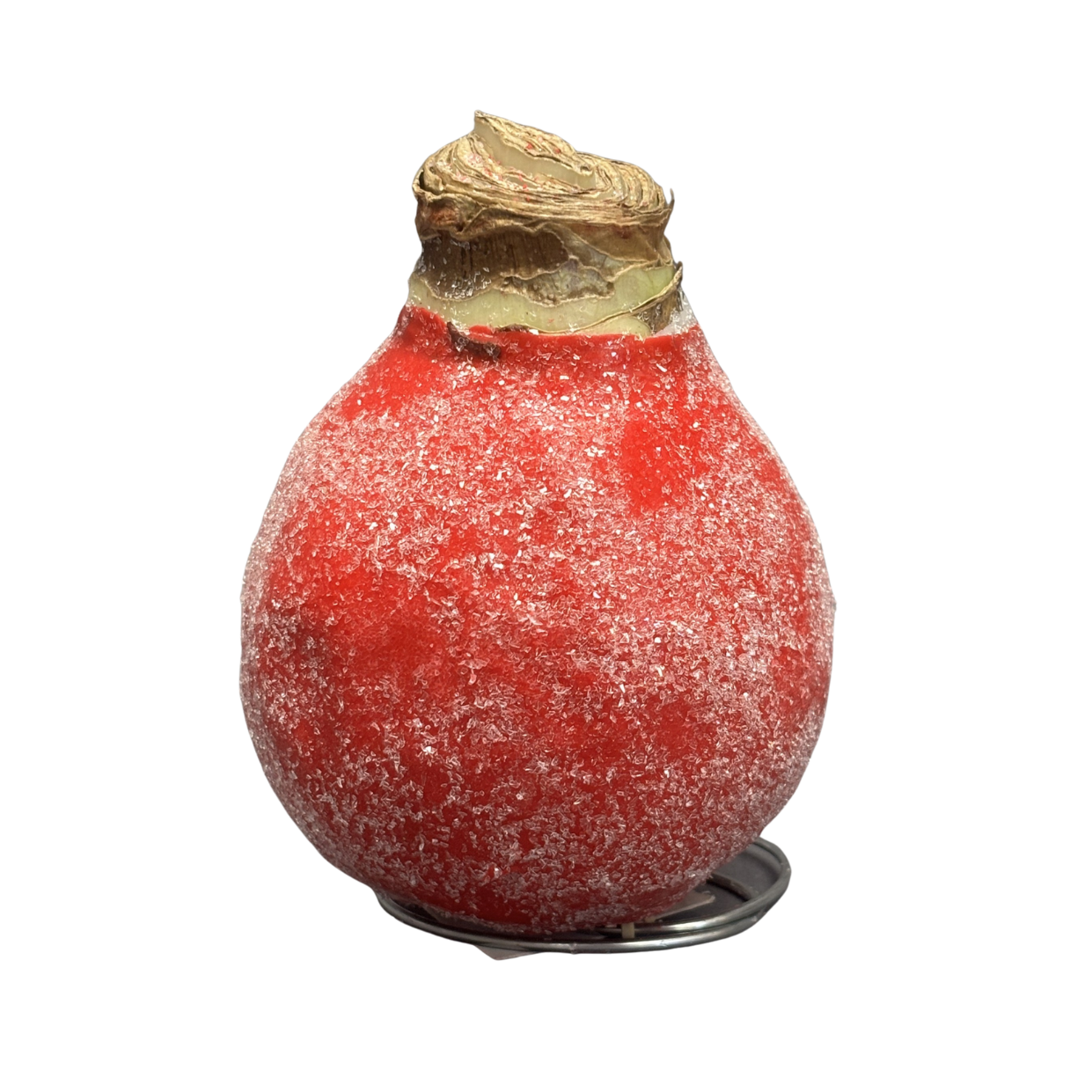 Amaryllis 'Sugar Dusted' Red Bloom Waxed Assorted