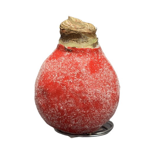 Amaryllis 'Sugar Dusted' Red Bloom Waxed Assorted