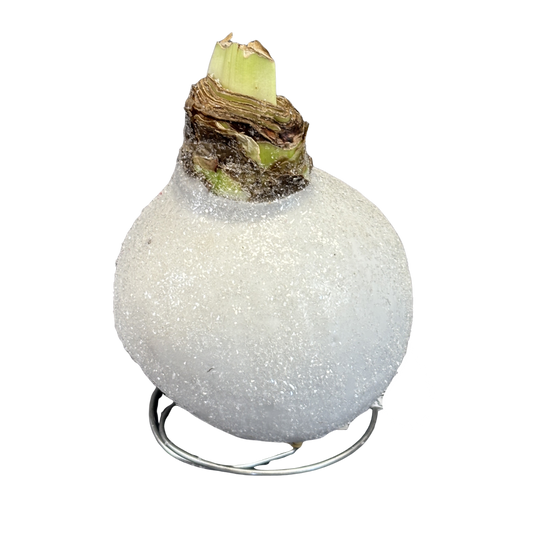 Amaryllis 'Sugar Dusted' Red Bloom Waxed Assorted