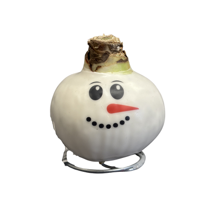 Amaryllis Snowman Waxed Red Bulb Assorted