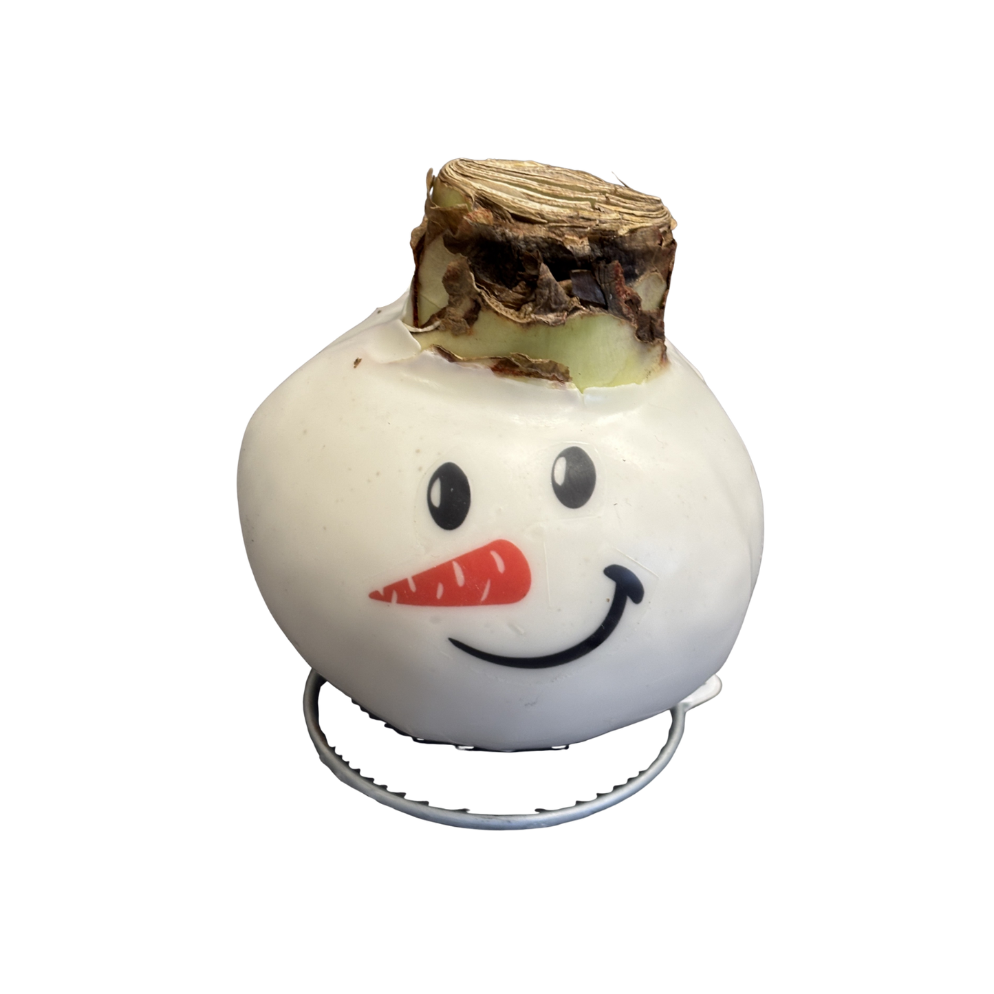 Amaryllis Snowman Waxed Red Bulb Assorted